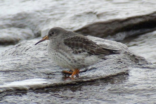 Purple Sandpiper at Port George on Dec. 5, 2017 - Larry Neily